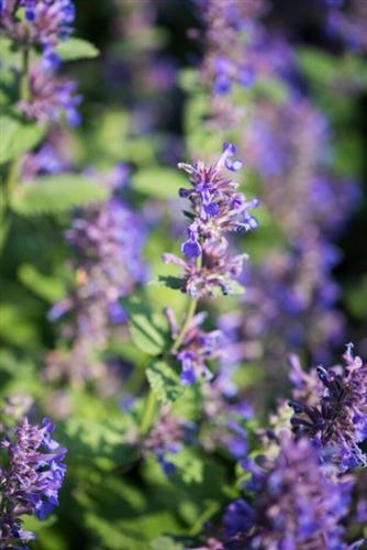 blåkant__nepeta_hill_grounds
