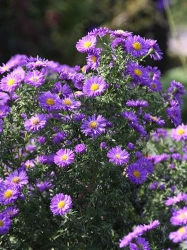 pudeasters__aster__novi-belgii__schone_von_dietlikon_