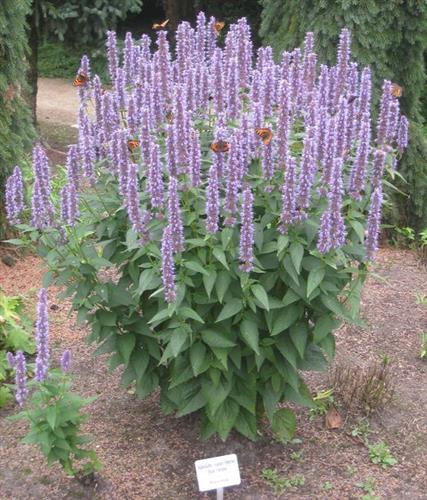 mynte_anisisop_indianermynte__agastache__rugosa_