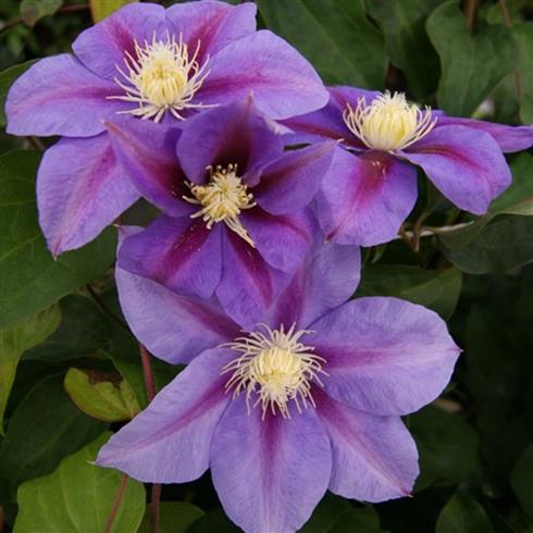 clematis__barbara_jackman__violet_med_mørk_stribe__leveres_med_potte__storblomstrende__mp-34_