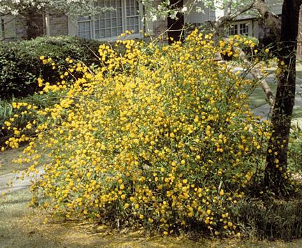 ranunkelbusk__kerria__gul__japonica_pleniflora_