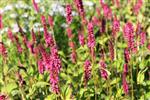 Urt - Persicaria Stauder