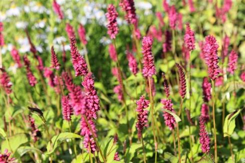 kerte-pileurt__persicaria_amplexicaulis_lisan