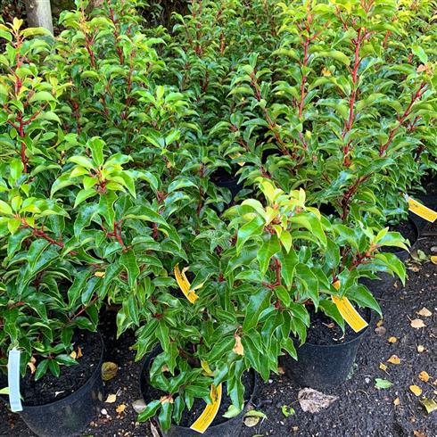 laurbærkirsebær__brenelia__prunus_lusitanica_
