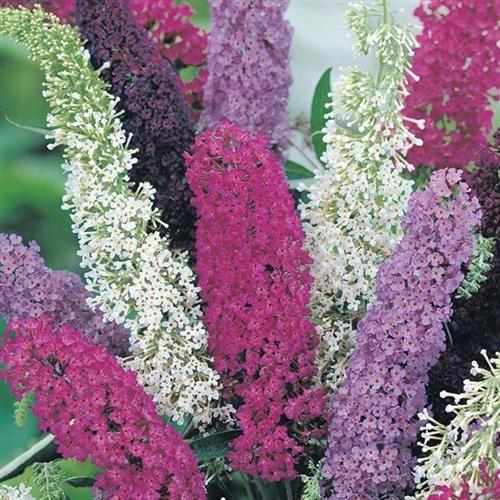 Sommerfuglebusk. Buddleja. 4 fra 70,11 - planteskoler.dk