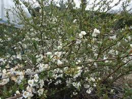 japansk_kvæde__hvid__1530_cm_med_p9_potte__chaenomeles_japonica_issai_white_
