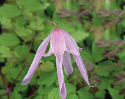 clematis__macropetala__rosy_ogrady__sart_lyserød__leveres_med_potte__småblomstrende__mp-34_
