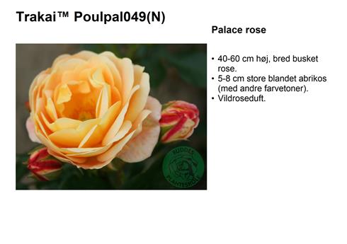 rosa_trakai_poulpal049__abrikosfarvet__krukke_rose__