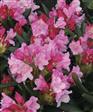 Azalea Hæk planter
