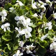 pinseviol__hvide_blomster__viola__sororia__albiflora_