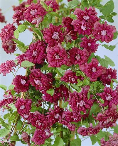 clematis__viticella__purpurea_plena_elegans__rødviolet_bordeaux__leveres_med_potte__småblomstrende__mp-34_