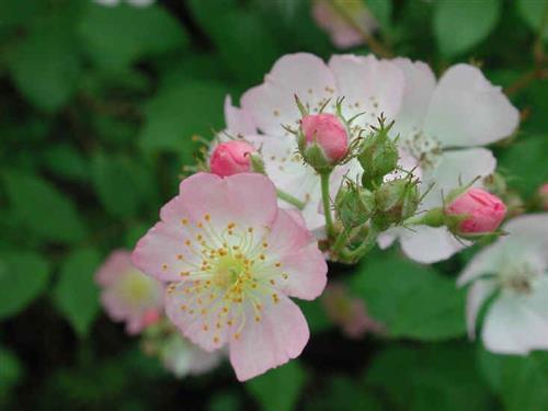 multiflora_rose__hvid__klatrerose__rosa_multiflora_