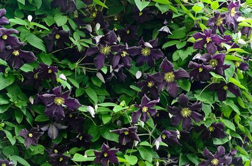 clematis__viticella__romantika__mørk_violet__leveres_med_potte__storblomstrende__mp-34_