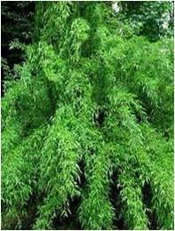 bambus__panda__haveplanter_hegnsplanter_hæk__fargesia_murielae_panda___