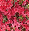 Tilbud Azalea Rhododendron