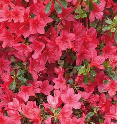 azalea__rød__leveres_i_p9_potte__vera_maja_