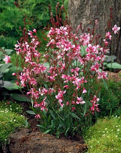pragtkærte__gaura_lindheimeri_siskiyou_pink