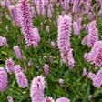 Urt - Persicaria Stauder