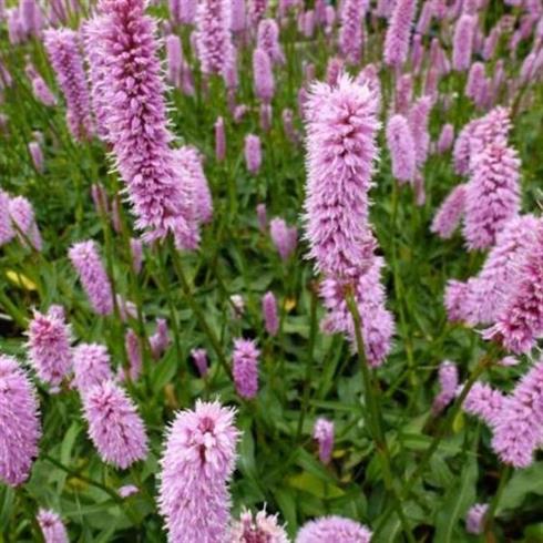 pileurt__persicaria_bistorta_hohe_tatra