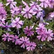 lyngfloks__små_purpurlilla_blomster__phlox__subulata__purple_beauty_