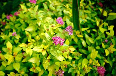spiræa__golden_princess__rosarød__2030_cm__leveres_barrodet__spiraea_japonica___