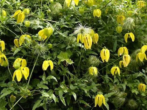 clematis__tangutica__golden_tiara__gulsort__leveres_med_potte__bjergskovranke__mp-34_