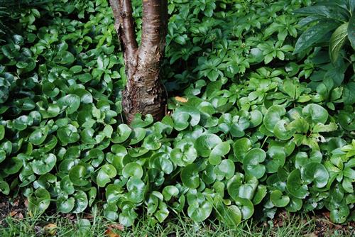 hasselurt__asarum_europaeum__