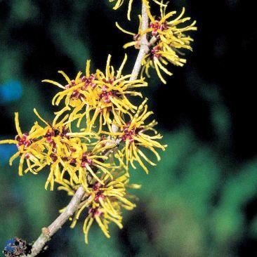 troldnød__pallida__hamamelis_intermedia__haveplanter_