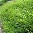 Gedeblad Haveplanter