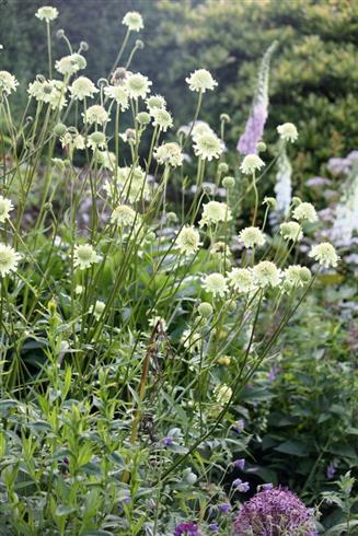 kæmpe-skælhoved__cephalaria_gigantea