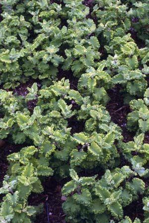 kortlæbe__teucrium_scorodonia_crispum