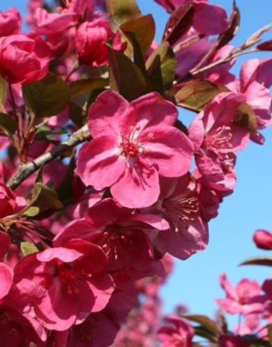 paradisæble__cardinal__rosa_blomster_og_røde_bæræbler__malus__