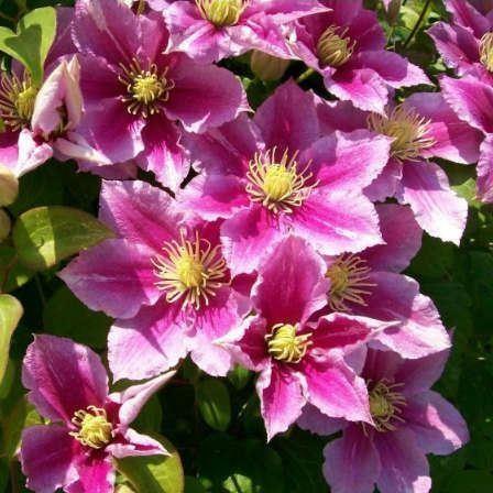 clematis__piilu__rosalilla__leveres_med_potte__storblomstrende__mp-34_