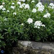 snepude__små_hvide_blomster__iberis__sempervirens_