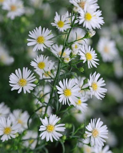 asters__hvide_blomster__pringlei_monte_cassino_
