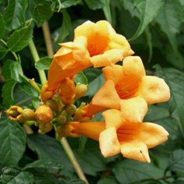 trompetblomst__gule_trompetlignende_blomster__leveres_med_potte_eller_klump__campsis_radicans_flava__