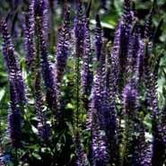 langbladet_Ærenpris__lys_lilla_blomster__veronica__longifolia_