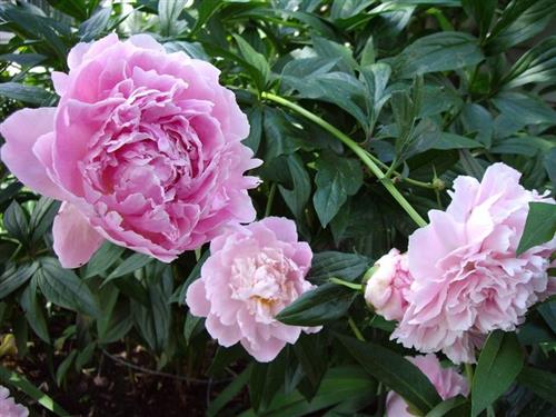 bonderose__rosafarvet__pæon__silkepæon__knolden_leveres_i_potte_eller_klump__lactiflora_sarah_bernhardt_