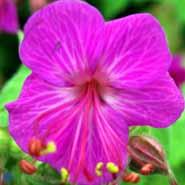 storrodet_storkenæb__rødlilla_blomster__geranium__macrorrhizum__bevans_variety_