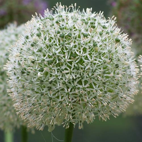 prydlØg__allium__mount_everest_