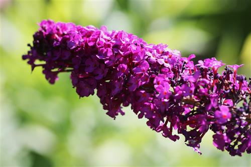 sommerfuglebusk__cardinal__2050_cm_med_p9_potte__buddleja_