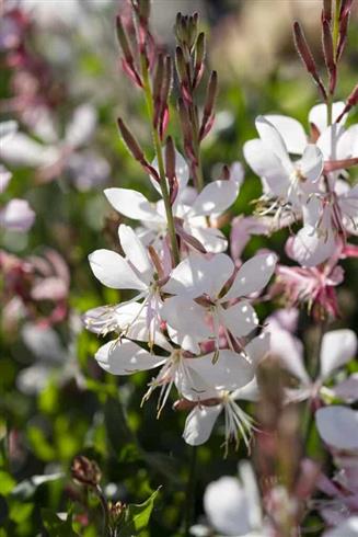 pragtkærte__gaura_lindheimeri_white_dove
