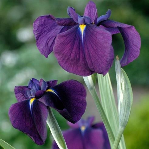 iris_ensata