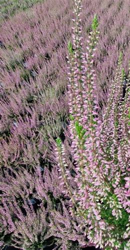 lyng__efterårslyng__pink_bettina__rosa__calluna__vulgaris__leveres_i_p5_potte_