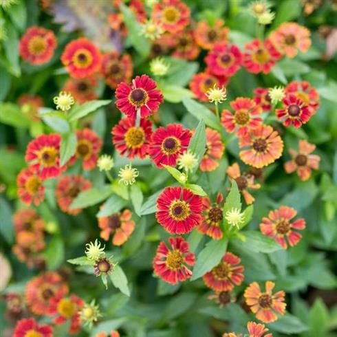 solbrud__helenium_ruby_tuesday