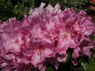 rhododendron__pink__3040_cm_med_potte_eller_klump__yakushimanum_lumina__