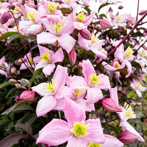 clematis__montana__rubens__sart_rosa_farve__leveres_med_potte__småblomstrende__mp-34_