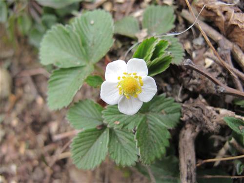 skovjordbær__fragaria_vesca_småland__
