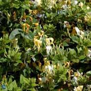 kaprifolia__hvidgul__japansk_aureoreticulata__caprifolium_lonicera__leveres_med_potte__med_duft__broget_løv__