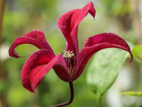 clematis__texensis__grevetye_beauty__leveres_med_potte__mp-34_
